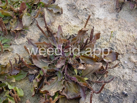 plantain, broadleaf